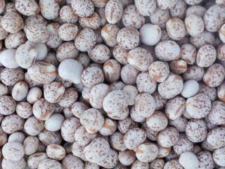Whole Lupins Nuts Legumes PSA Bagged Down Product 1kg Parrot Supplies Australia