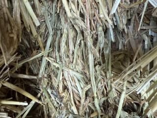 Hay1