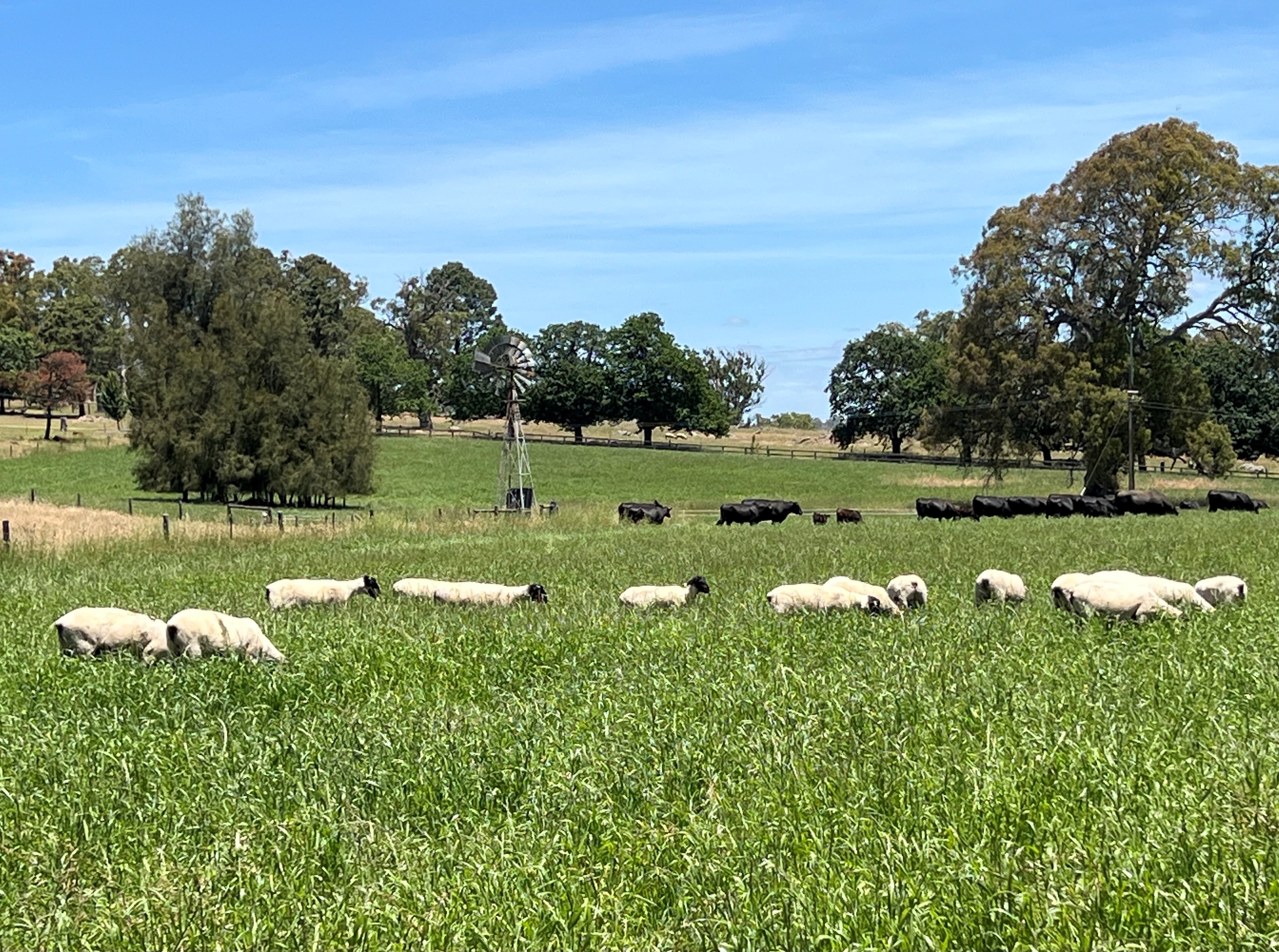 sheep